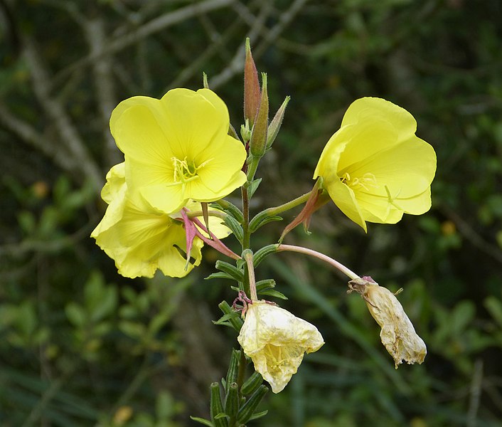 Onagre / Primevère du soir