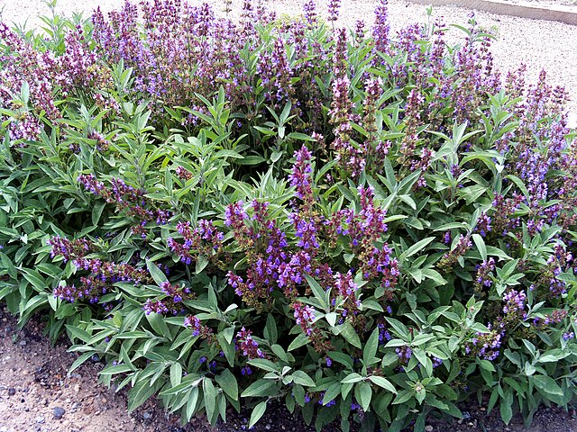 Sauge officinale