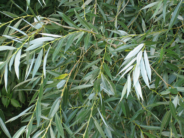 Saule blanc