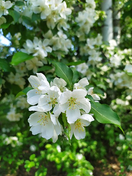 Seringat / Jasmin des poètes