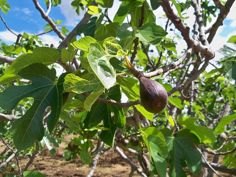 Figuier ‘Noire de Caromb’