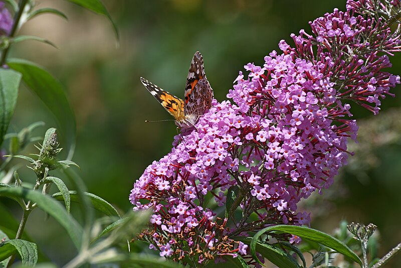 Buddleia, Arbre aux papillons