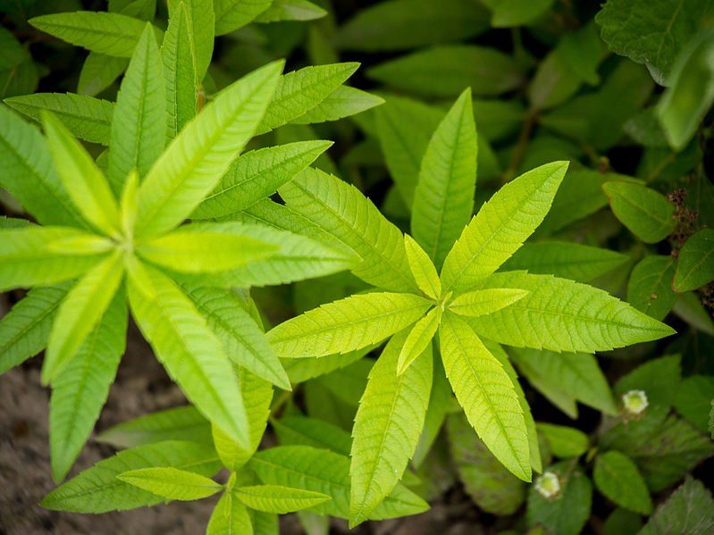 Verveine odorante / citronnelle