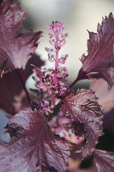 Shiso rouge