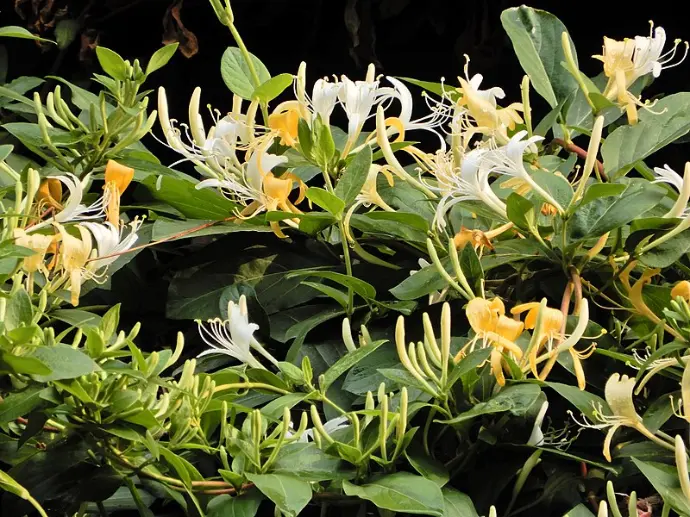 Chèvrefeuille du Japon