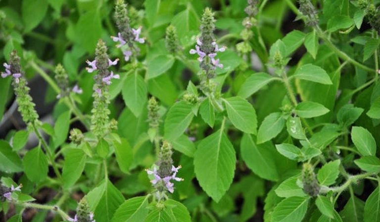 Basilic sacré 'Tulsi'