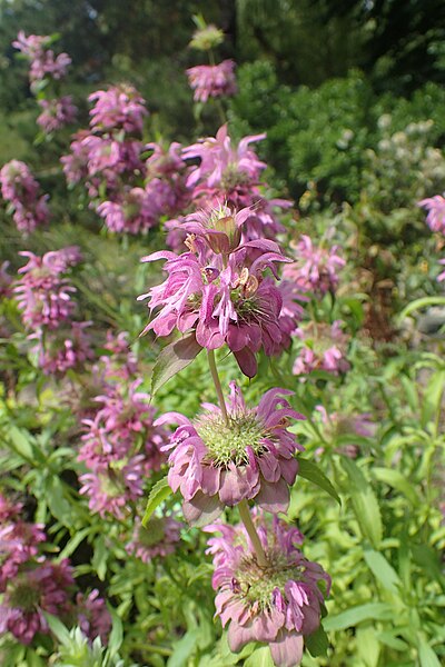 Monarde citronnée