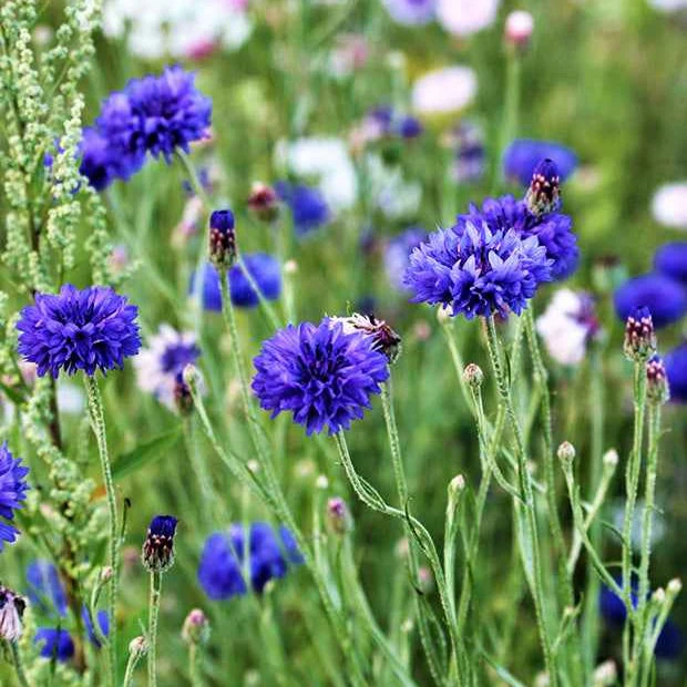Bleuet 'Blue Boy'