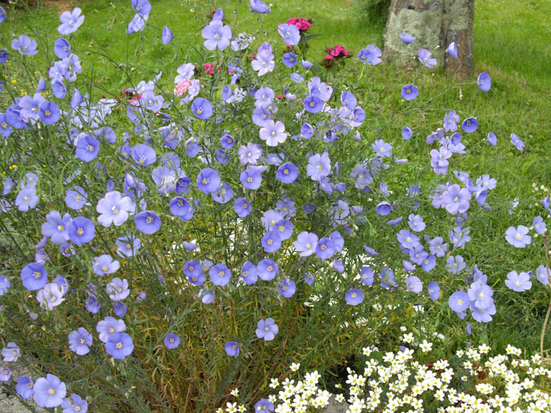 Lin bleu vivace