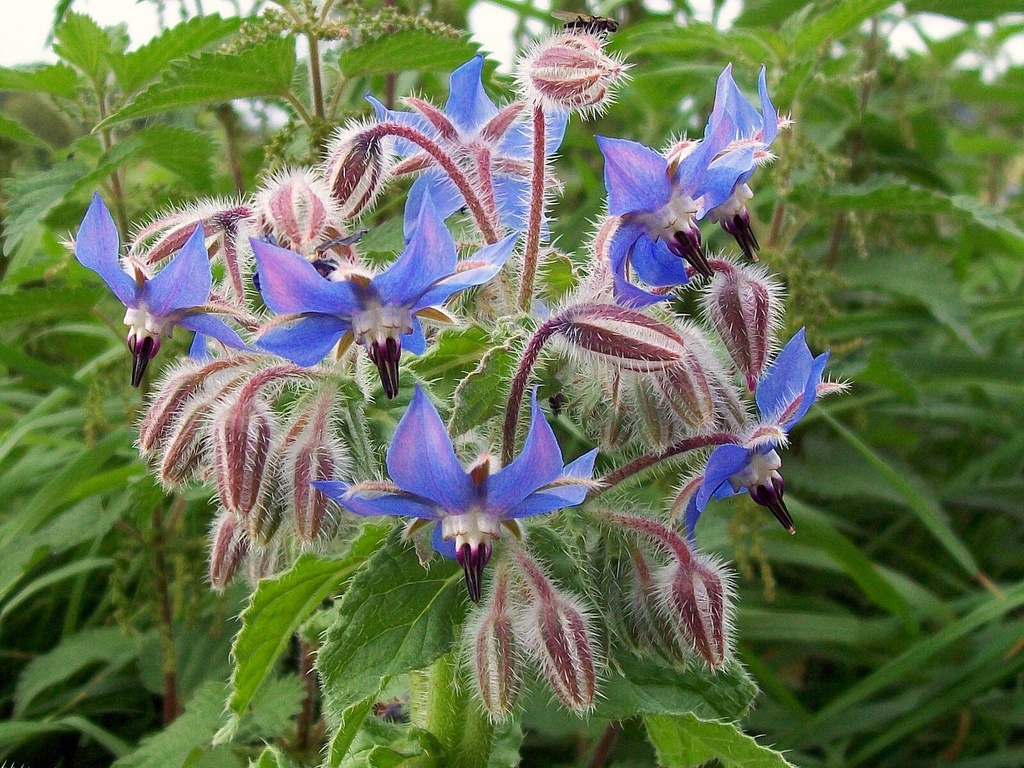 Bourrache officinale
