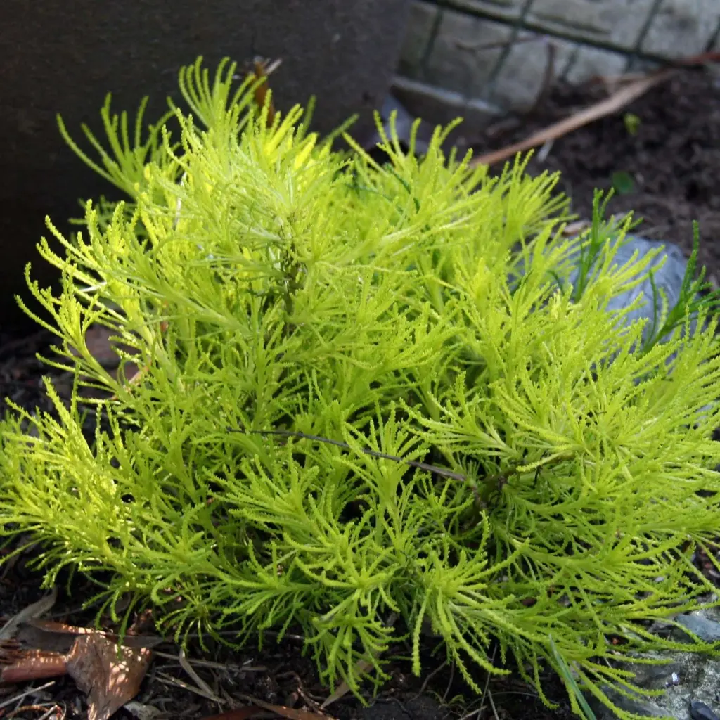 Santoline 'Lemon Fizz'