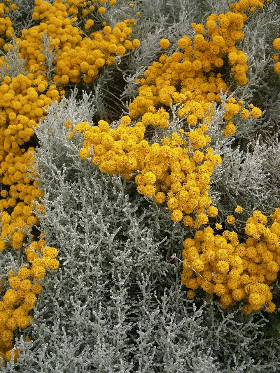 Santoline argentée ou Petit Cyprès