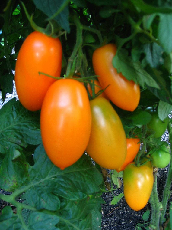 Tomate ‘Orange banana’ (Godet)