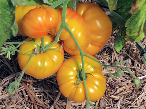 Tomate ‘Jaune Saint-Vincent’