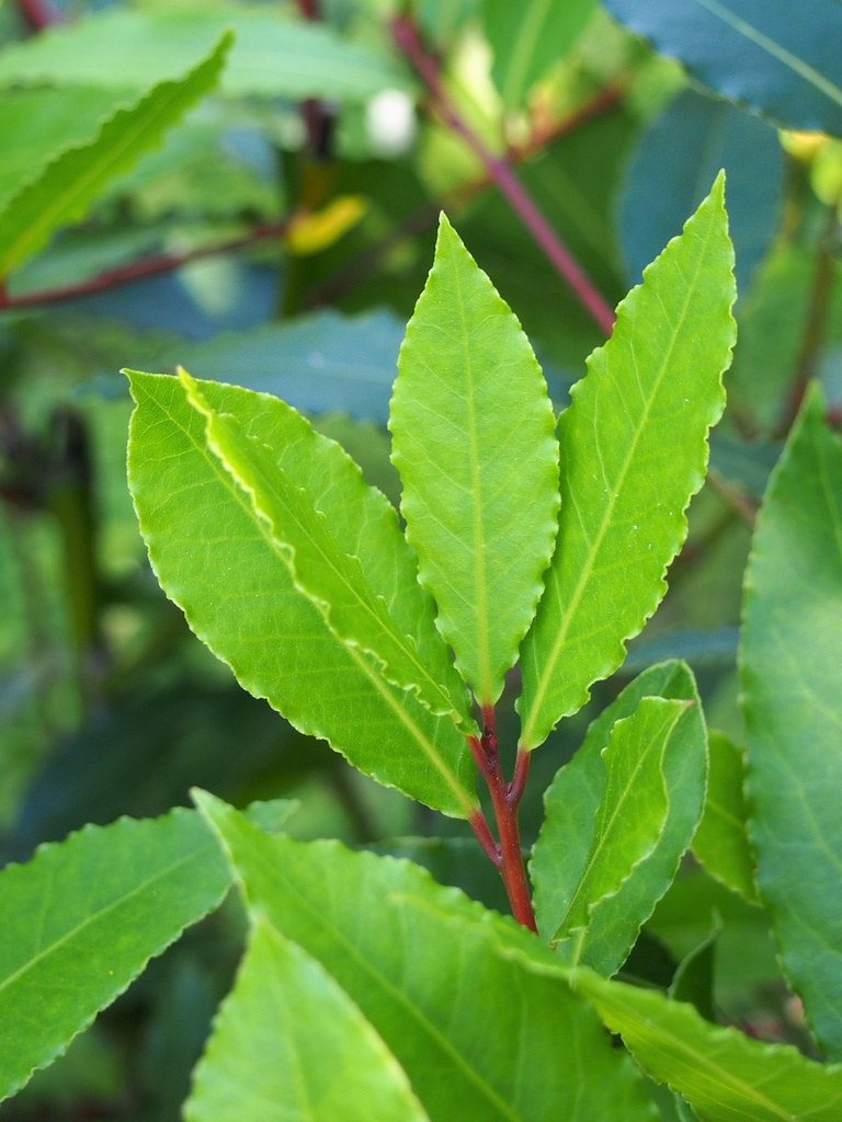 Laurier noble, laurier sauce