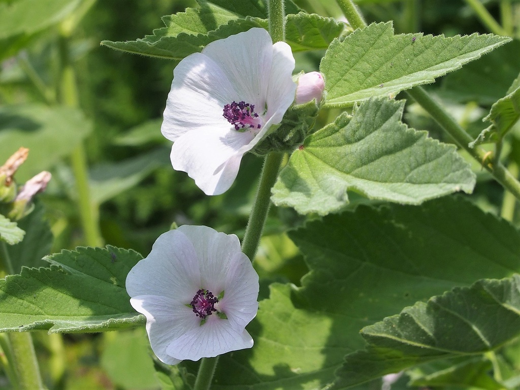 Guimauve officinale