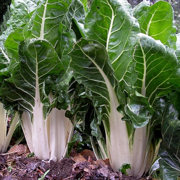 Blette verte à cardes blanches