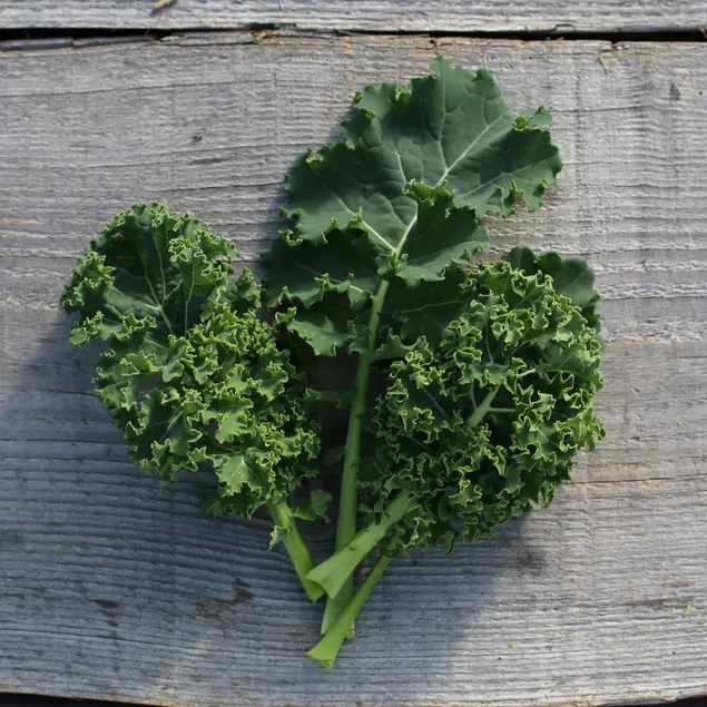 Chou frisé ‘Kale Blue Scotch’