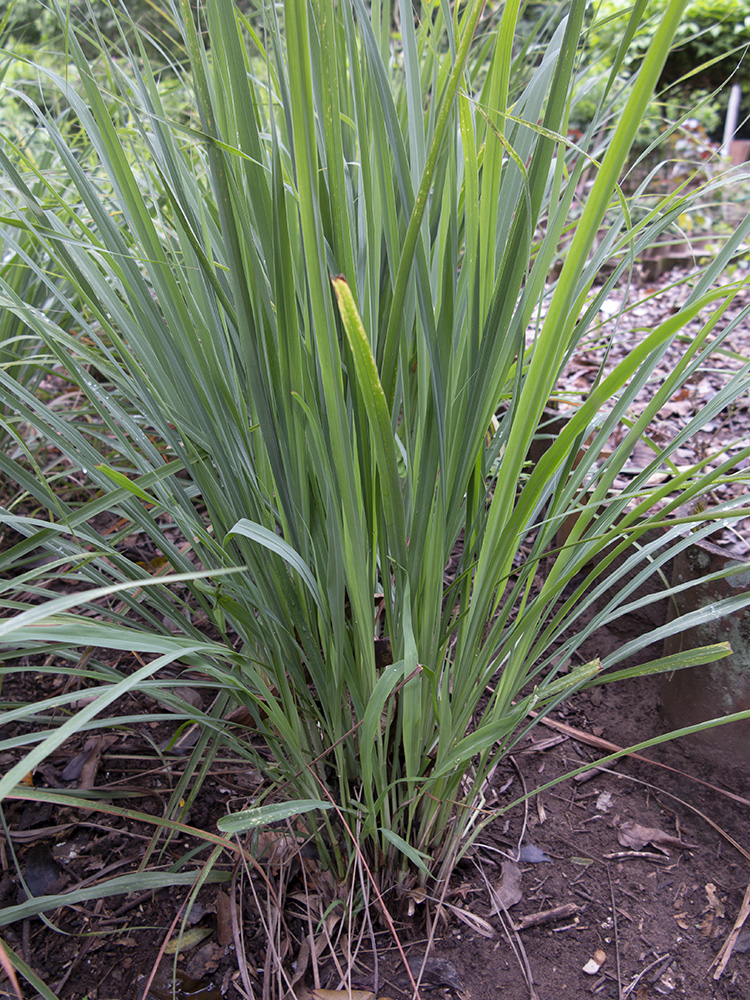 Citronnelle, Verveine des Indes