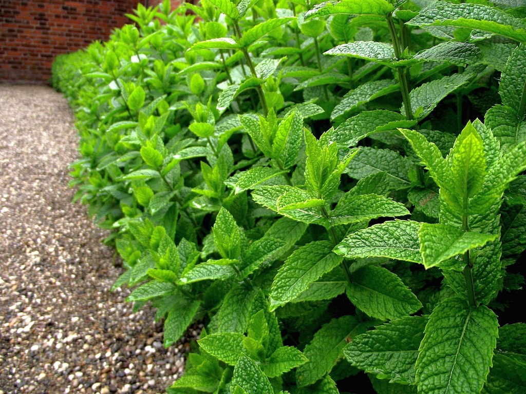 Menthe poivrée