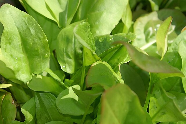 Oseille de Belleville