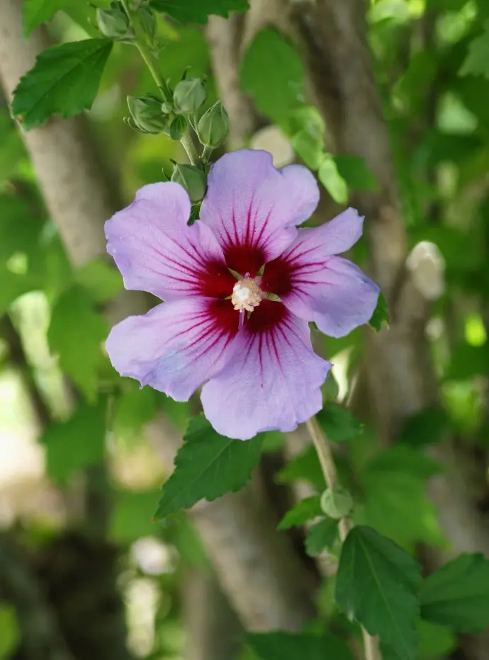 Althéa / Hibiscus