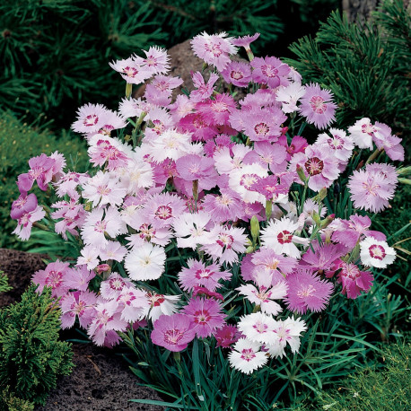 Œillet mignardise ‘Sweetness’