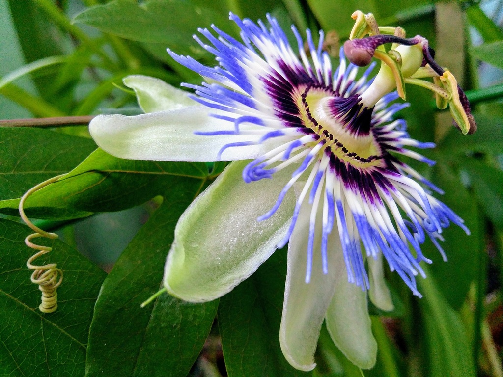 Passiflore bleue, fleur de la passion