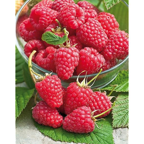 Framboisier 'Marastar' (remontant)