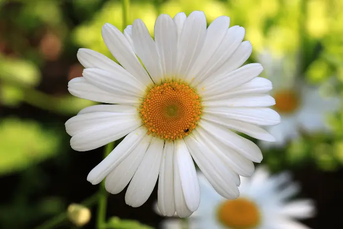 Grande marguerite blanche