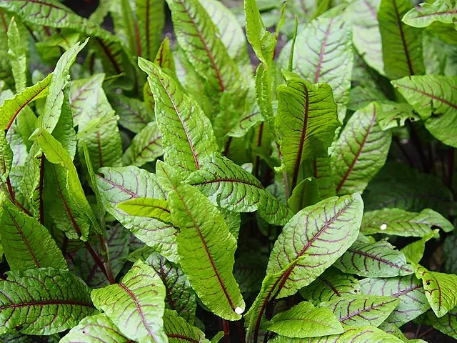 Oseille sanguine