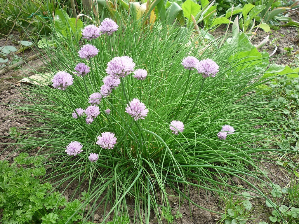 Ciboulette