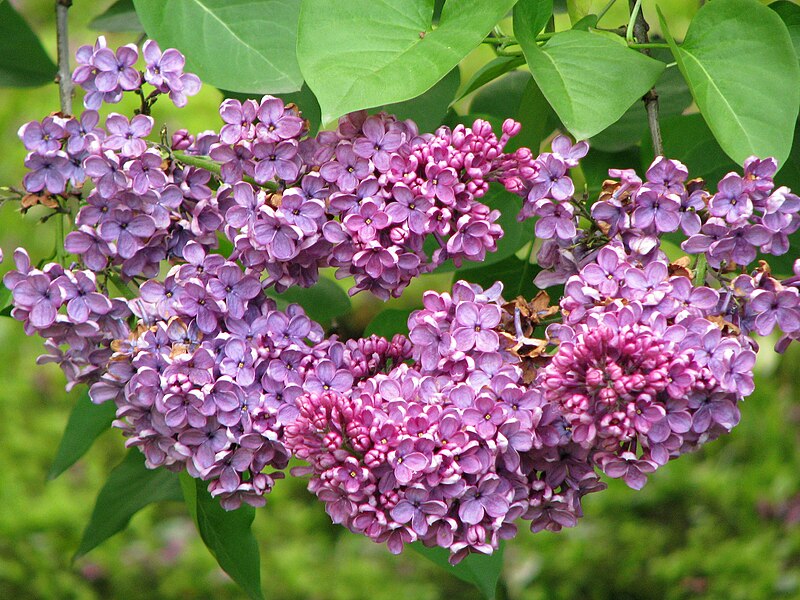 Lilas mauve