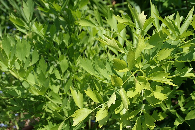 Livèche / Céleri perpétuel