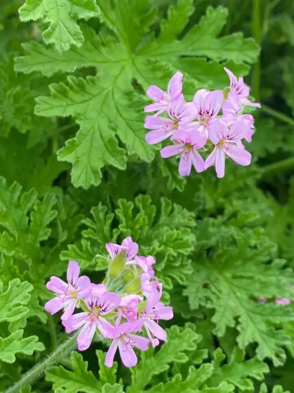 Géranium 'Rosat'
