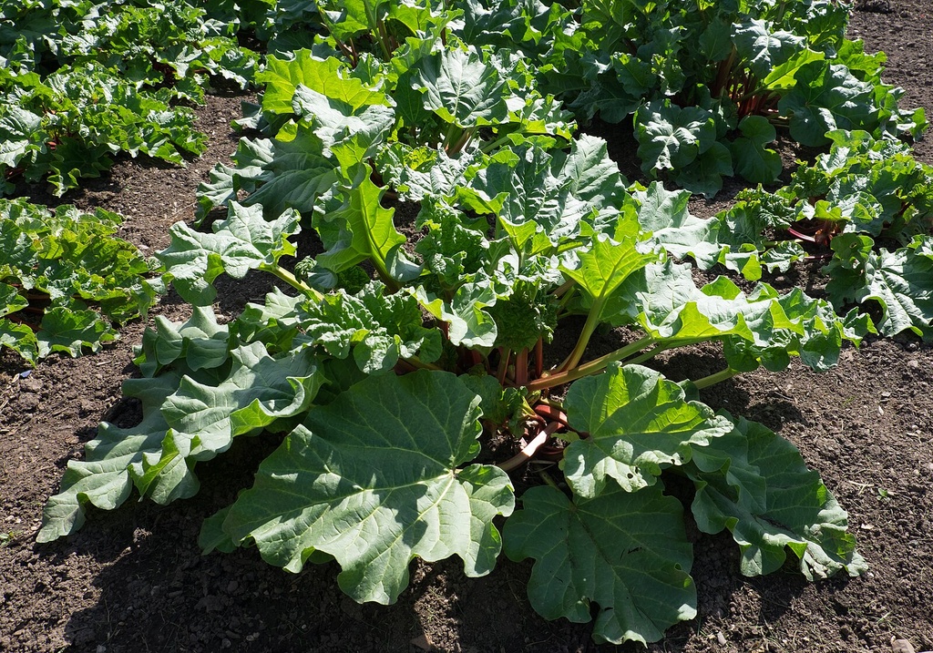 Rhubarbe 'Victoria'
