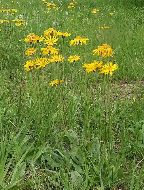 Arnica des montagnes