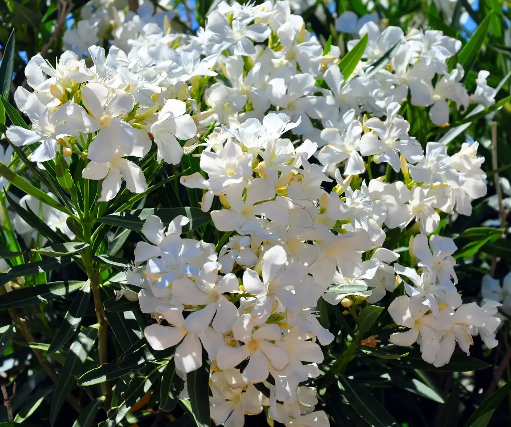 Laurier-rose blanc