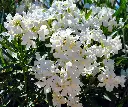 Laurier-rose blanc