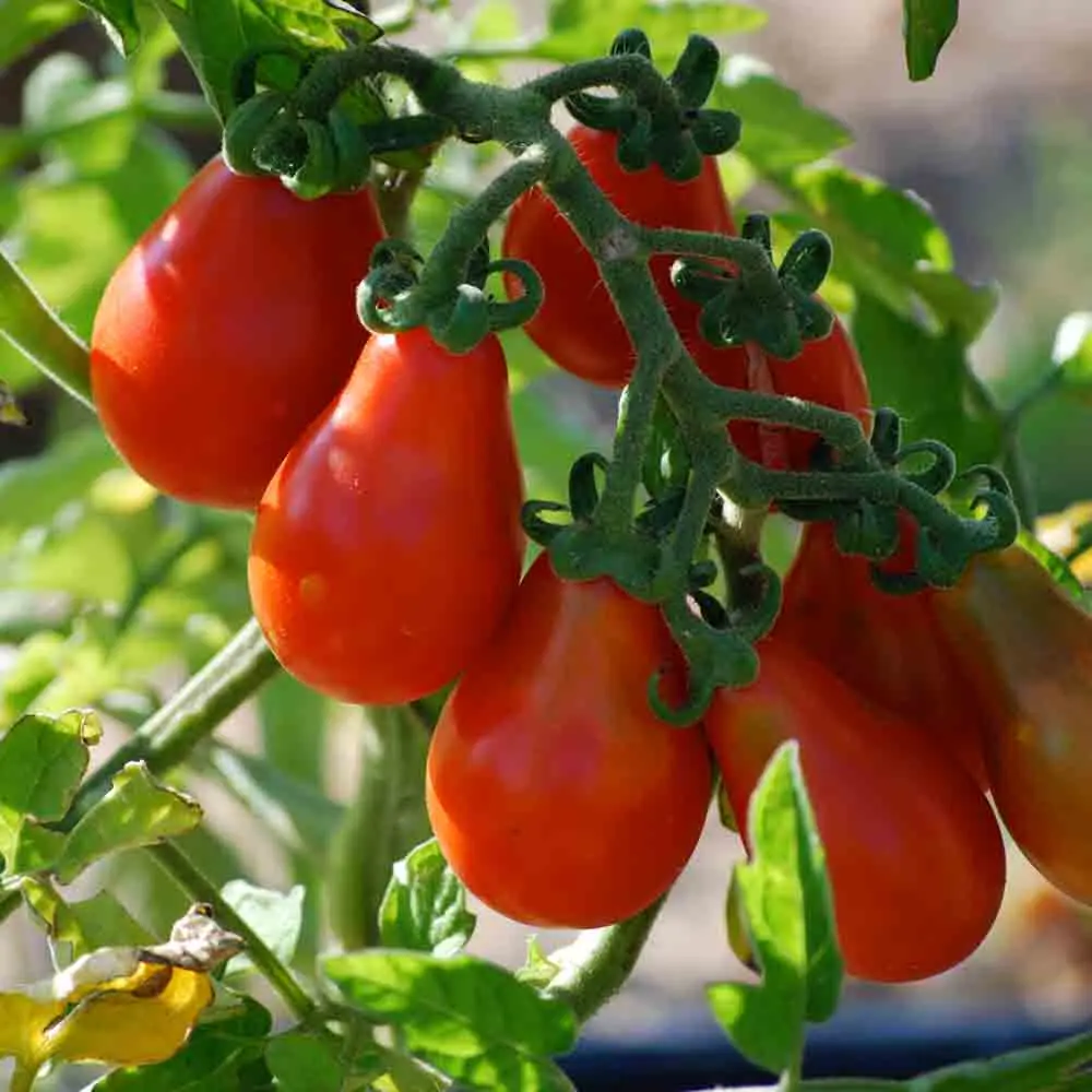 Tomate cerise ‘Poire rouge’