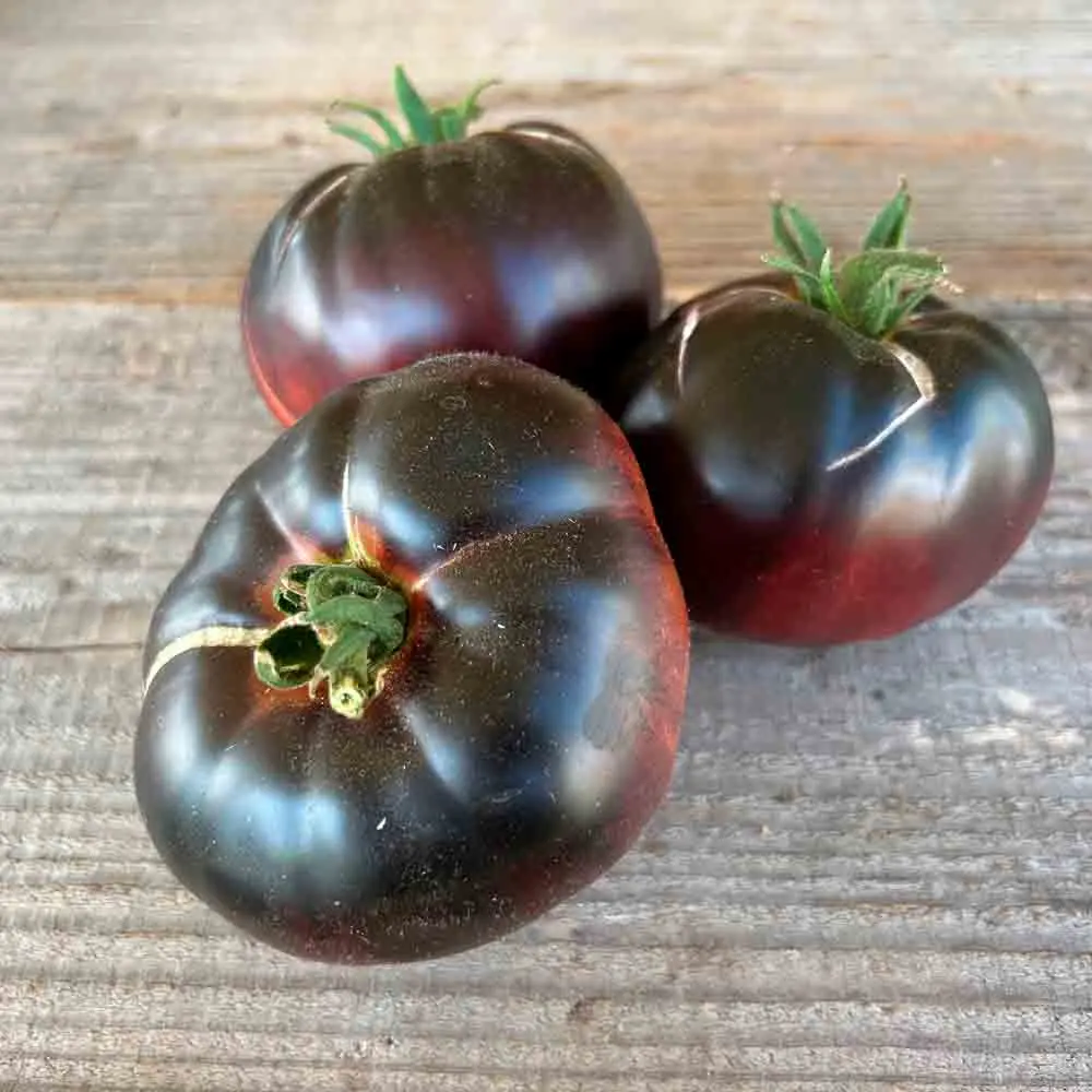 Tomate ‘Black Beauty’ (Godet)