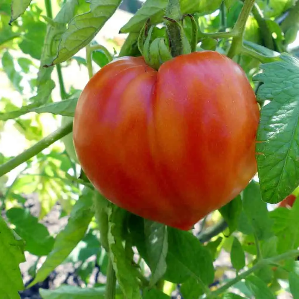 Tomate ‘Cœur de bœuf’ (Godet)