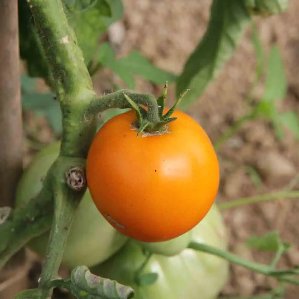 Tomate ‘Orange Queen’