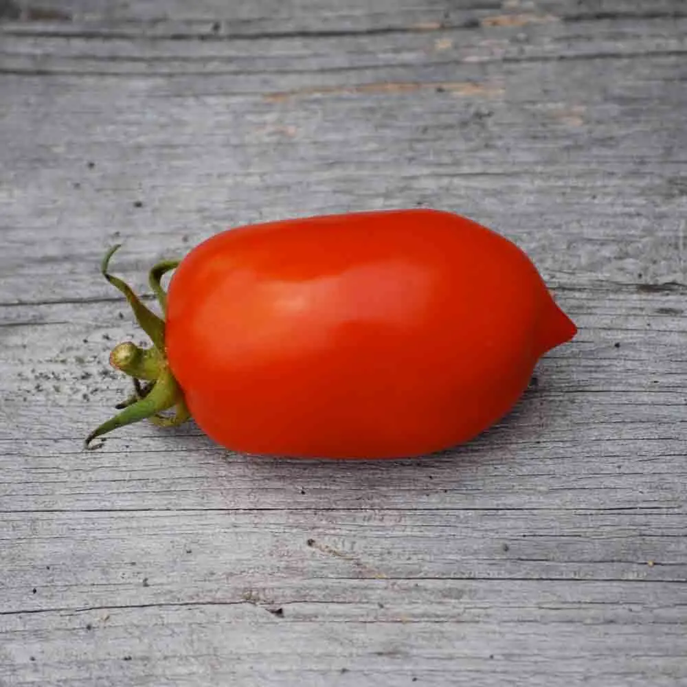Tomate ‘Roma’ (Godet)