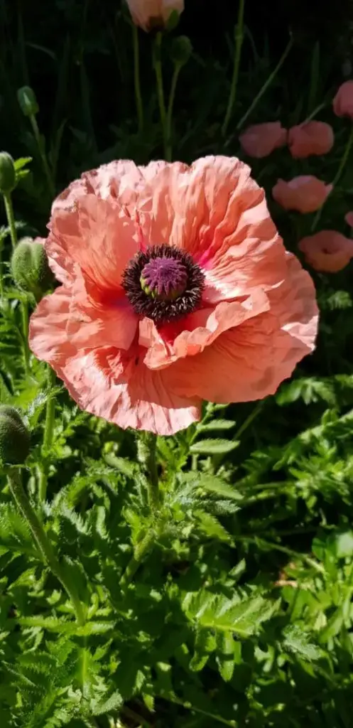Pavot d'Orient