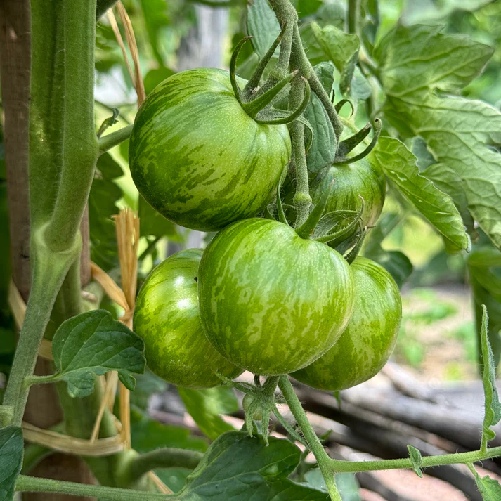 Tomate ‘Green Zebra’ (Godet)