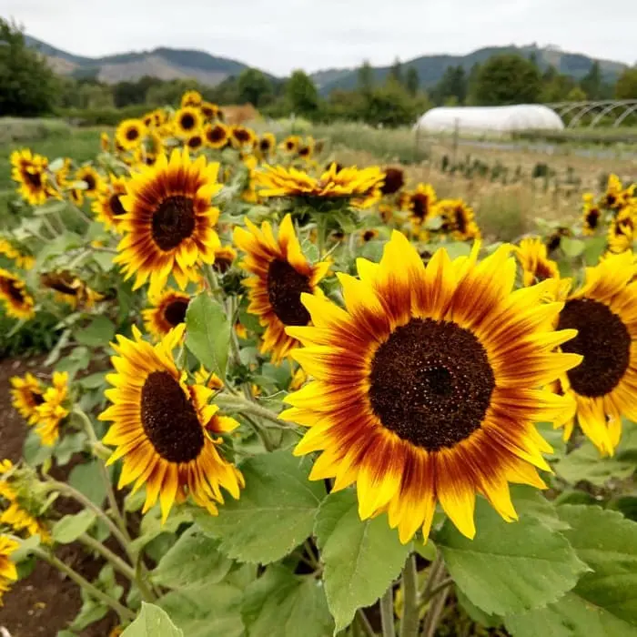Tournesol à fleurs ‘Ring of fire’ 