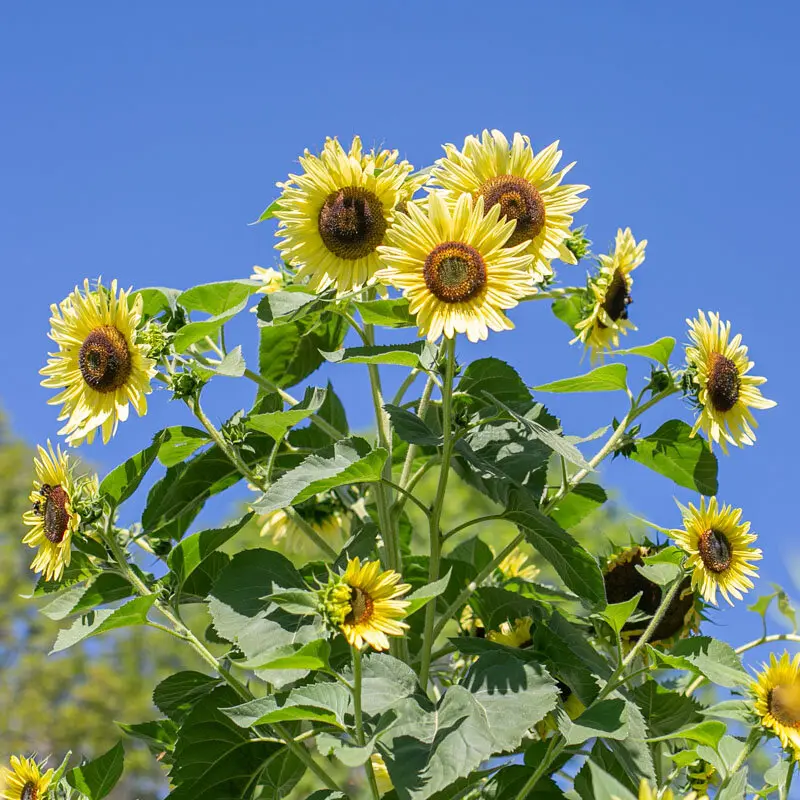 Tournesol ‘Giant Primrose’ (Godet)