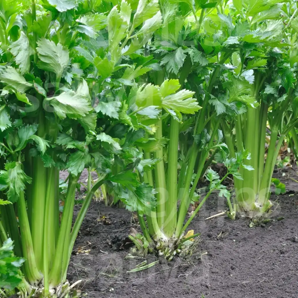 Céleri-branche (ou à côtes)