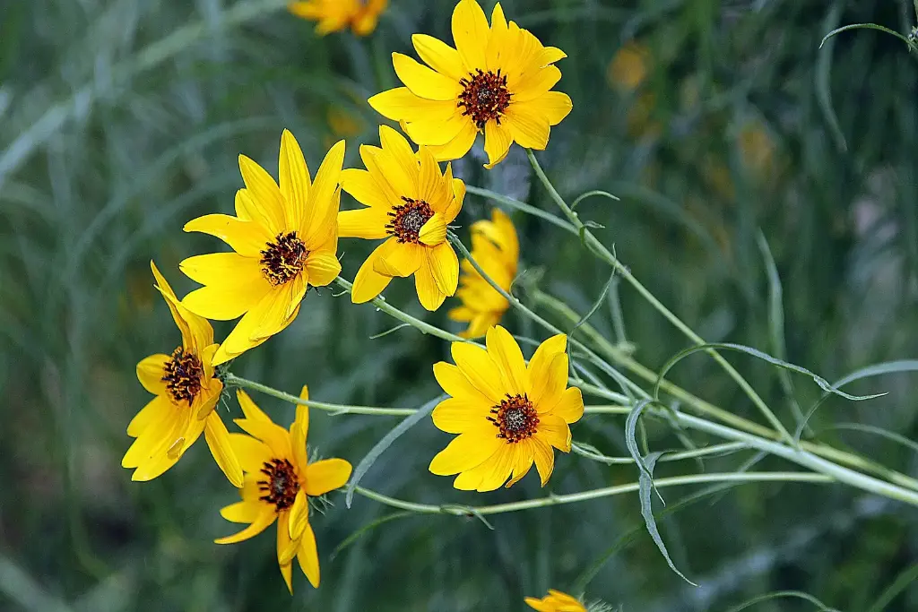 Helianthus ou Soleil vivace 